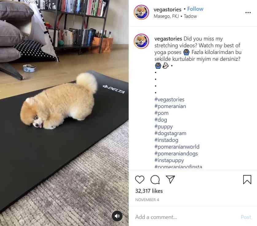 ヨガのポーズをするポメラニアンが「可愛すぎてメロメロ」　動画再生回数110万回超に（トルコ）