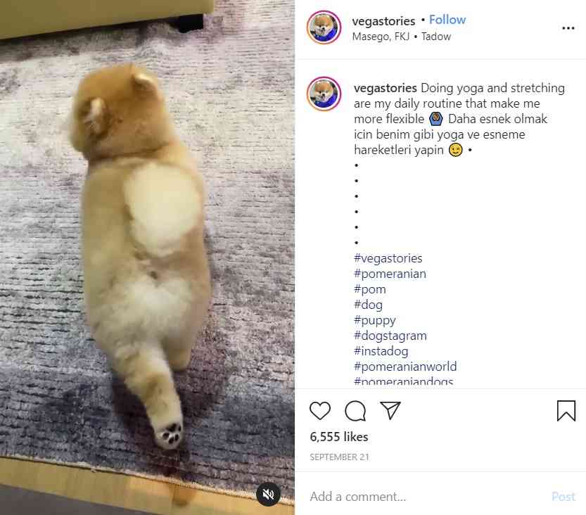 ヨガのポーズをするポメラニアンが「可愛すぎてメロメロ」　動画再生回数110万回超に（トルコ）