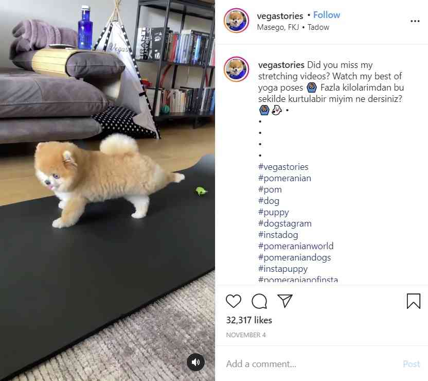 ヨガのポーズをするポメラニアンが「可愛すぎてメロメロ」　動画再生回数110万回超に（トルコ）
