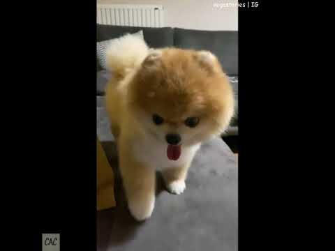 Adorable Pomeranian Dog Shows Off Incredible Yoga Skills - YouTube