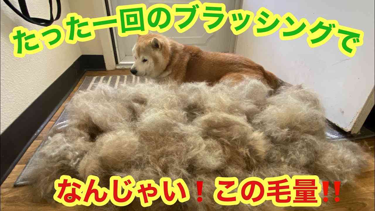 柴犬貴教！OH MY GOD!?  なんじゃい、この毛量！ 夏の換毛期到来！たった一回のブラッシングでこの抜け毛の量〜！  Shibainu 's shedding season ! - YouTube