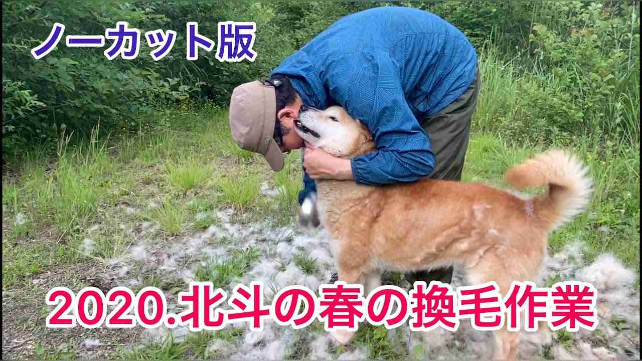 北海道犬、北斗の夏を前に換毛作業！2020。ノーカットで最初から最後まで！説明欄のリンクもご覧下さい。 - YouTube