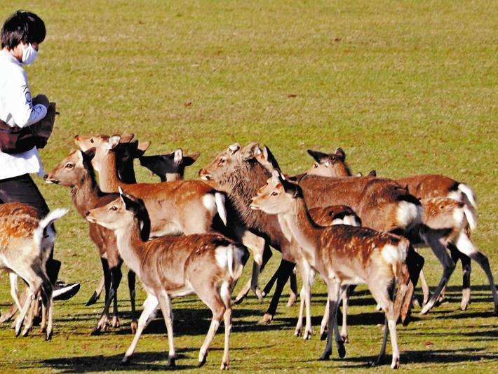 「せんべいもらえずシカ激やせ」デマ拡散、危険な餌やりが急増…保護団体「死んでしまう」 : 社会 : ニュース : 読売新聞オンライン