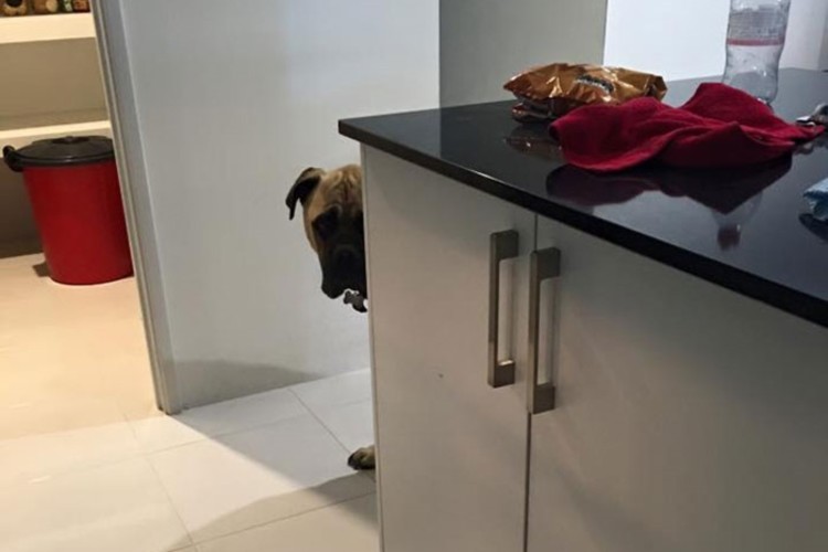 いつもどこかで見ている...ストーカー犬、サイラスがかわいい。 | FUNDO