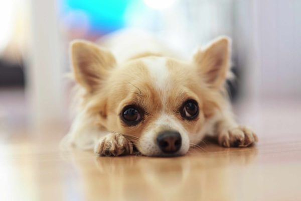 SNSで「いいね」欲しさに残虐化する子供たち　犬を燃やす動画アップし刑事事件に