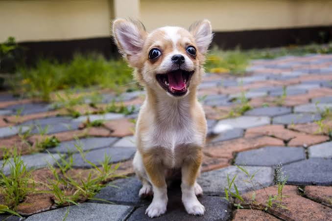 犬が嫌いな人にしか分からないことPart5【苦手・無理】