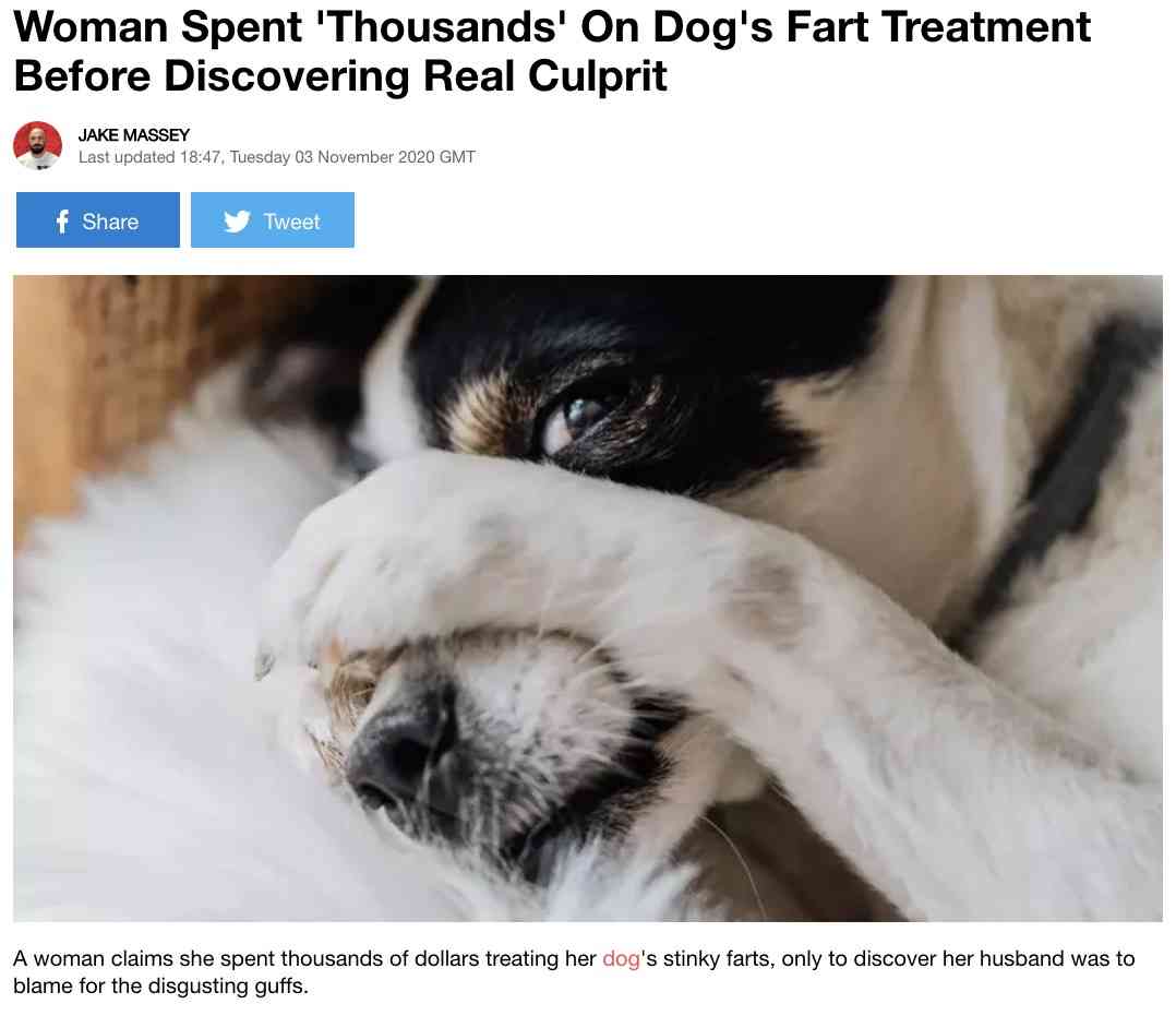 犬の“オナラ治療”に数十万円の治療費を支払った女性、臭いの犯人が夫と判明し大激怒