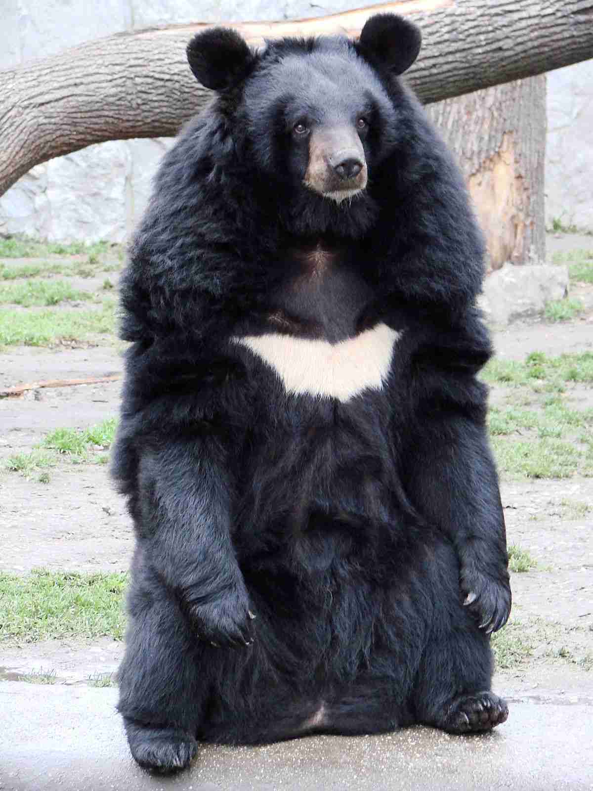 乗鞍岳クマ襲撃事件 - Wikipedia