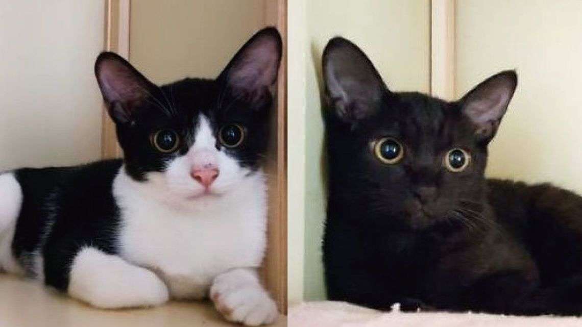 ｢猫カフェに子猫2匹を捨てた｣飼い主の無慈悲　ペットを飼う資格｢ある人･ない人｣の決定的差