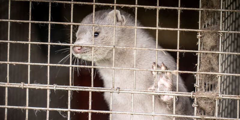 コロナ感染防止でミンク殺処分へ　デンマーク、1500万匹