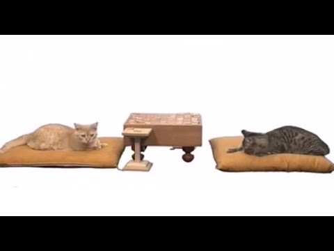 ネコ将棋　第23期竜王戦　　猫川竜王 対 猫島九段 - YouTube