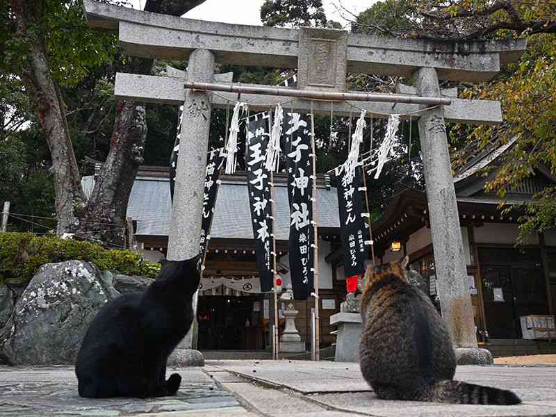 御朱印にも猫、境内にも猫、猫好き必見の神社に行ってみた（徳島新聞） - Yahoo!ニュース