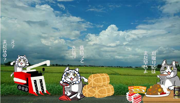 SNSで話題の“仕事猫”、ぬいぐるみ型クッションに