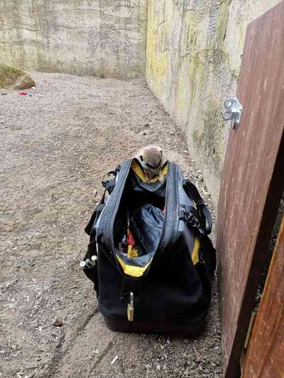 エンジニア志望か？動物園のミーアキャット一家、電気技師の工具に興味津々（イギリス）