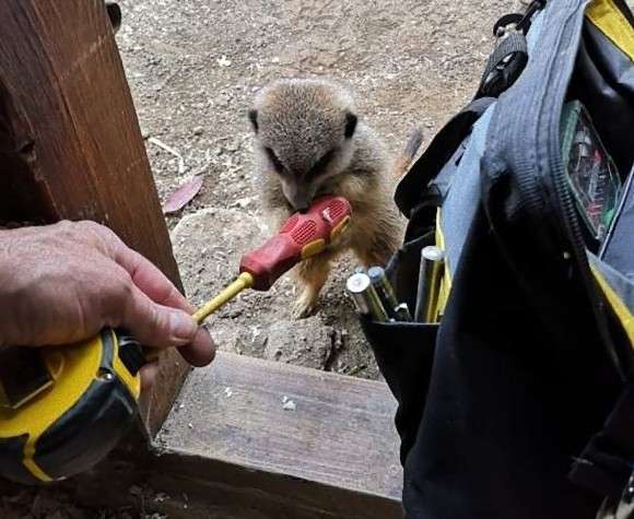 エンジニア志望か？動物園のミーアキャット一家、電気技師の工具に興味津々（イギリス） : カラパイア