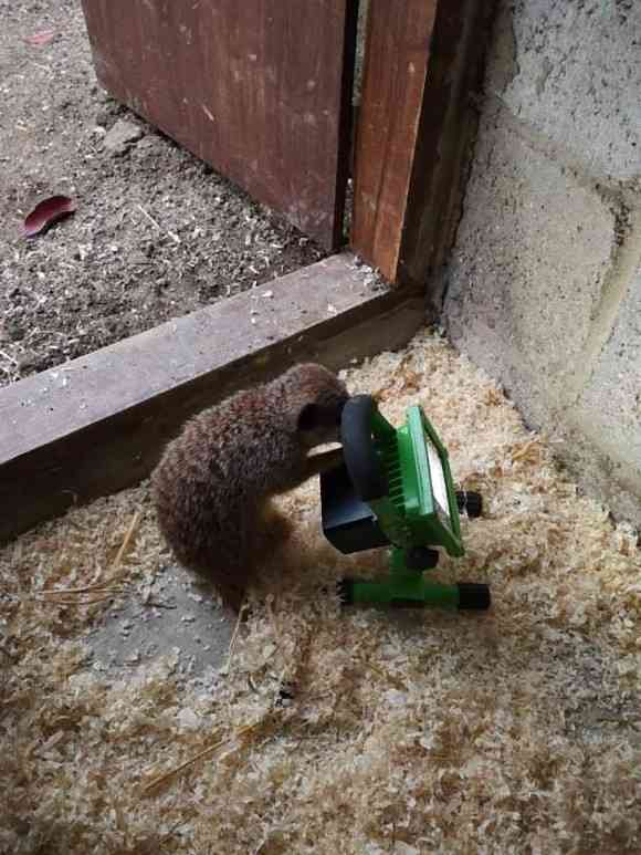 エンジニア志望か？動物園のミーアキャット一家、電気技師の工具に興味津々（イギリス）
