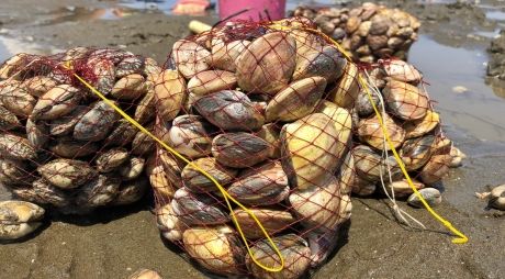 【地震前触れ】千葉の海岸でハマグリらしき貝が大量に発見される！東日本大震災の前にも同じ現象があった模様 - 大地震・前兆・予言.com | 災害や噂の情報サイト
