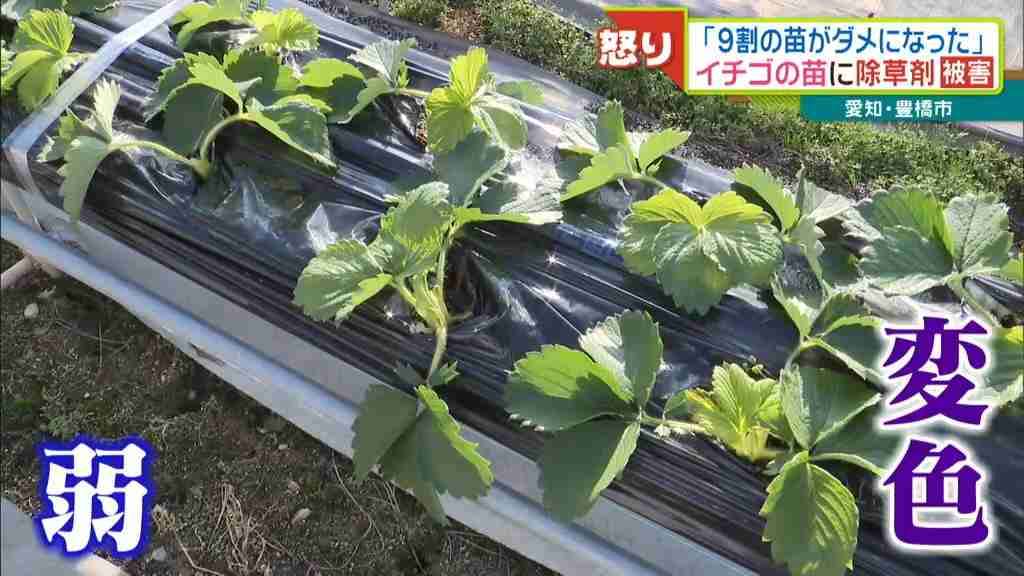 被害総額は1000万円以上　最盛期前のイチゴに除草剤まかれたか　「どれだけ手がかかってるか…」農家から怒りの声　愛知・豊橋市