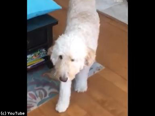 なんて仲良しなの…松葉杖の男の子を真似して歩く犬（動画）:らばQ