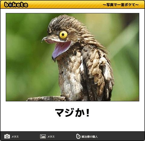 ブサイクに写っちゃった動物たち