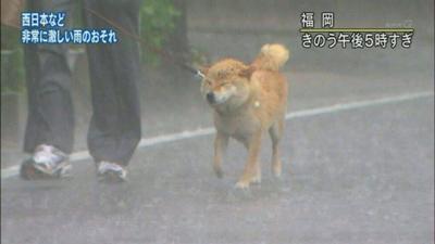 本日の終わりに柴犬を愛でるトピ