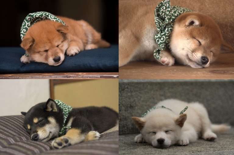本日の終わりに柴犬を愛でるトピ