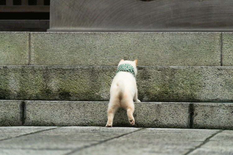 本日の終わりに柴犬を愛でるトピ
