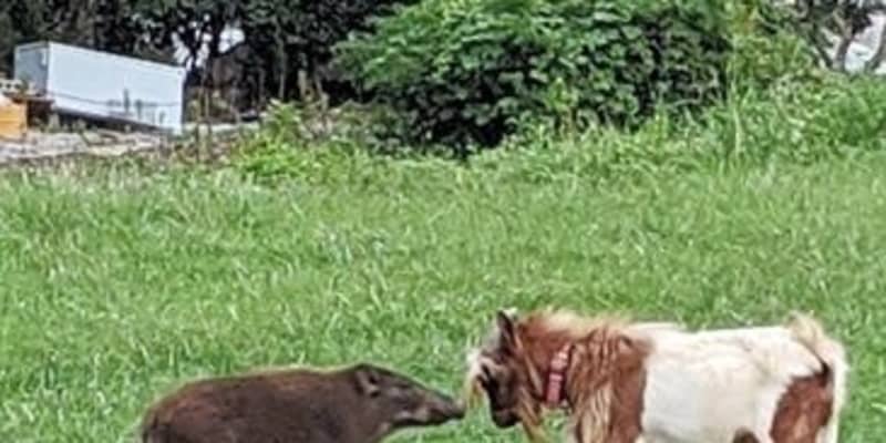 住宅街、イノシシとヤギ「お友達」 実は深刻な状況
