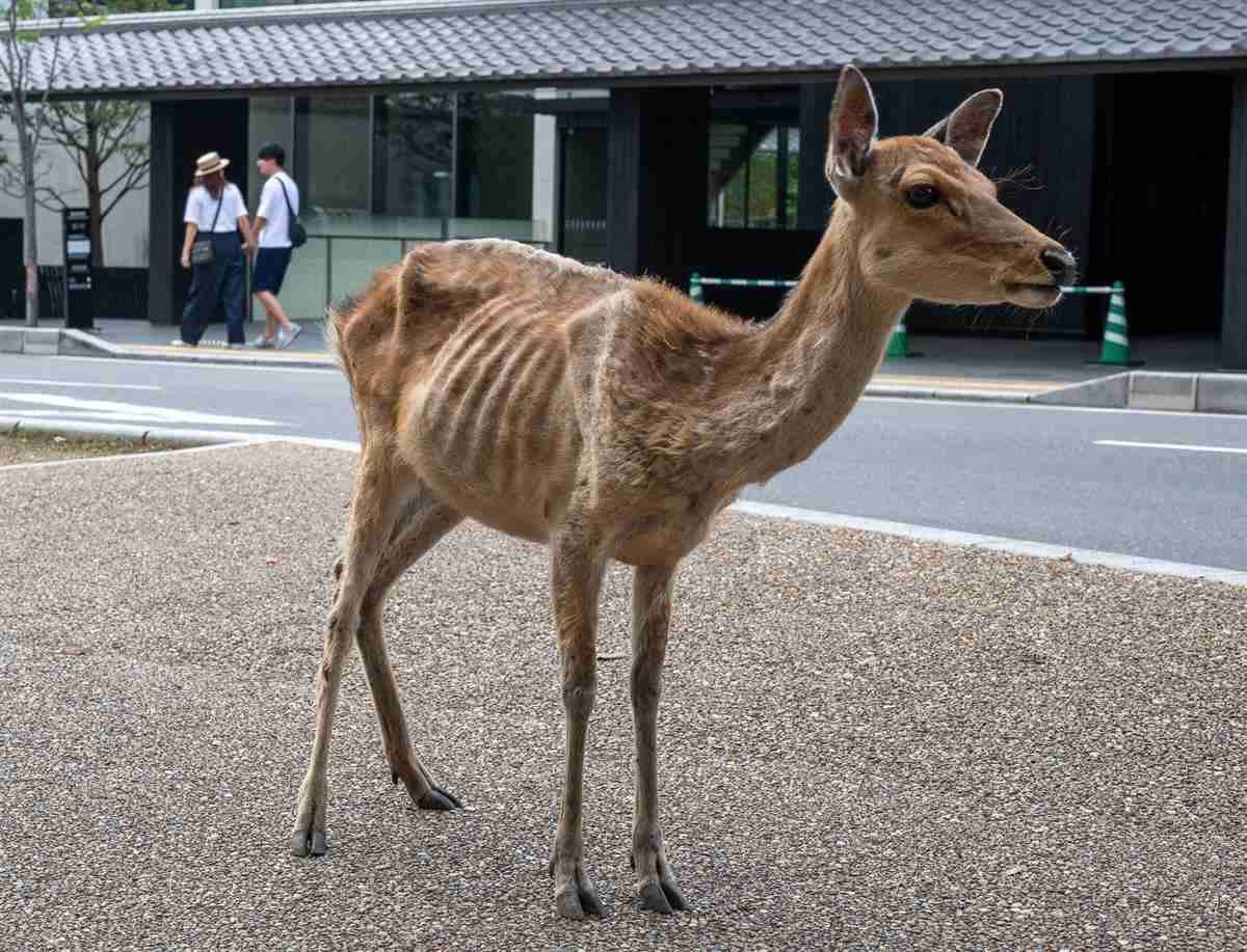 「鹿せんべい依存症」の兆候、観光客減で激やせのシカ