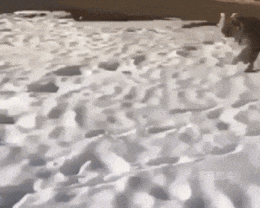 衝撃的なgif