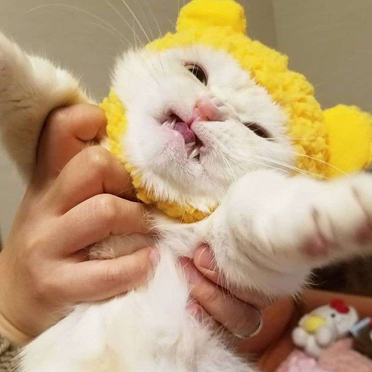 ブサイクに写っちゃった動物たち