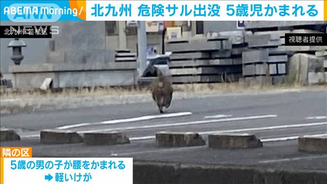 5歳男児かまれる　北九州市でサル目撃情報相次ぐ