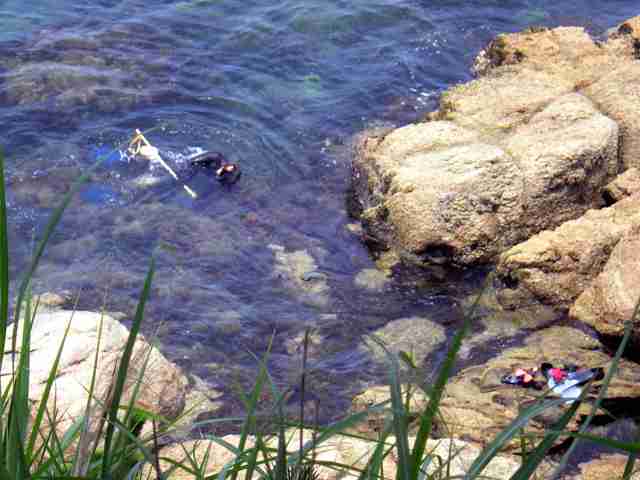 レジャー感覚の密漁横行　アワビ・サザエ…摘発数は急増（朝日新聞デジタル） - Yahoo!ニュース