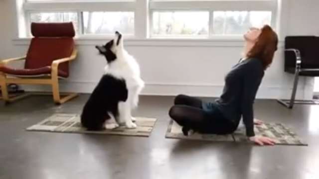 飼い主のエクササイズを真似する犬 | SmileNet