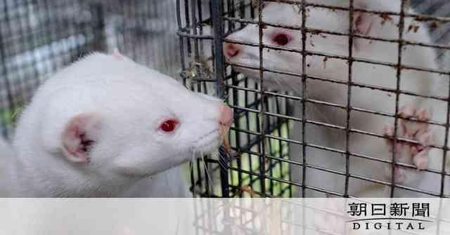 毛皮用ミンクがコロナに感染、9万匹を殺処分　スペイン