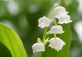 見た目も香りも好きな花