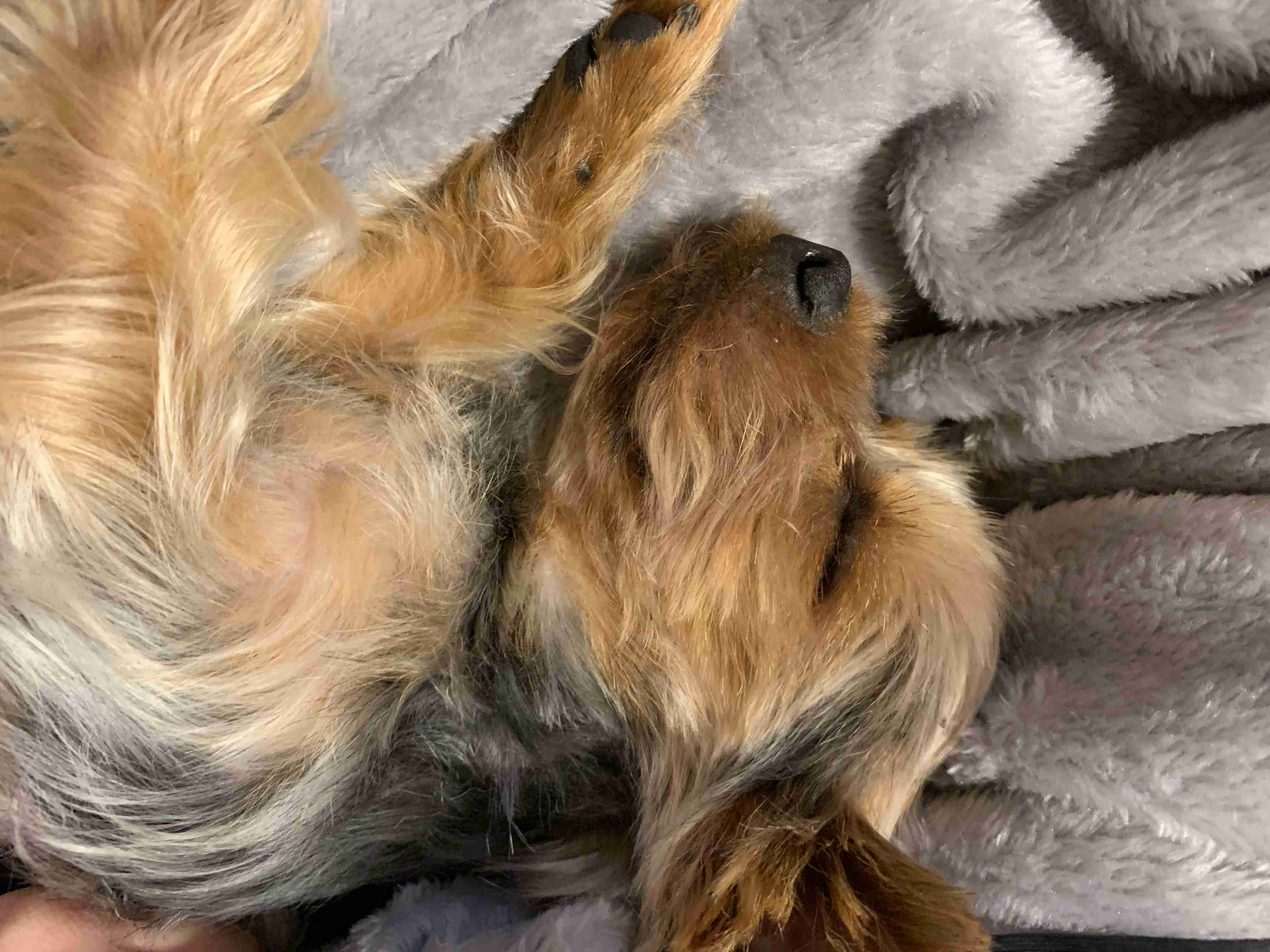 愛犬を「きょうのわんこ」に出演させるなら