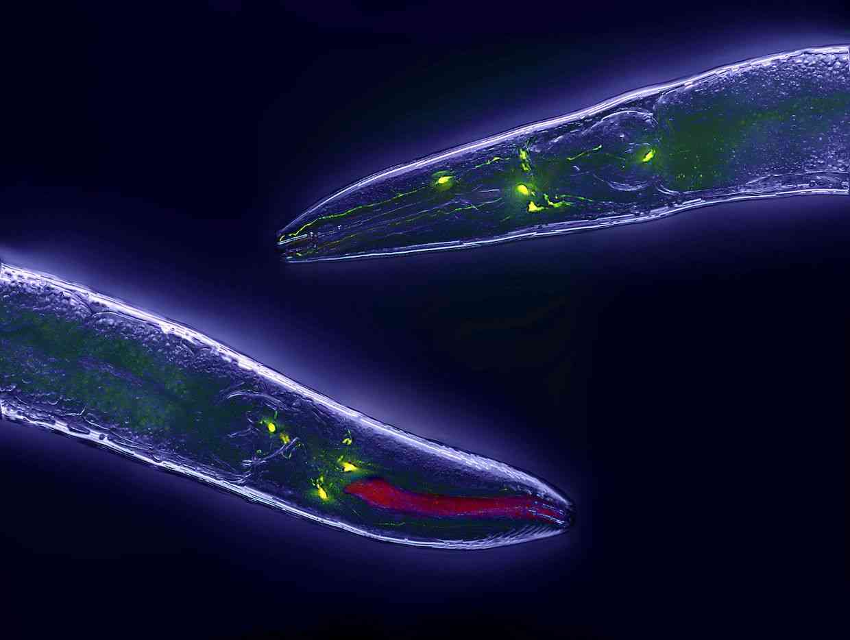 「学習行動」はRNAを介して子孫に遺伝する：線虫の研究から明らかに | WIRED.jp