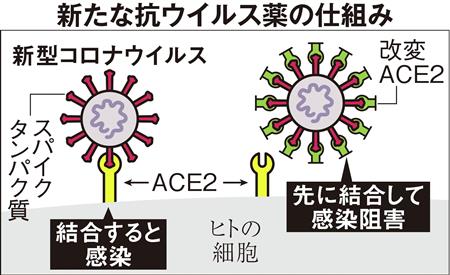 新型コロナ感染阻害のタンパク質開発　京都府立医大と阪大の研究グループ（産経新聞） - Yahoo!ニュース