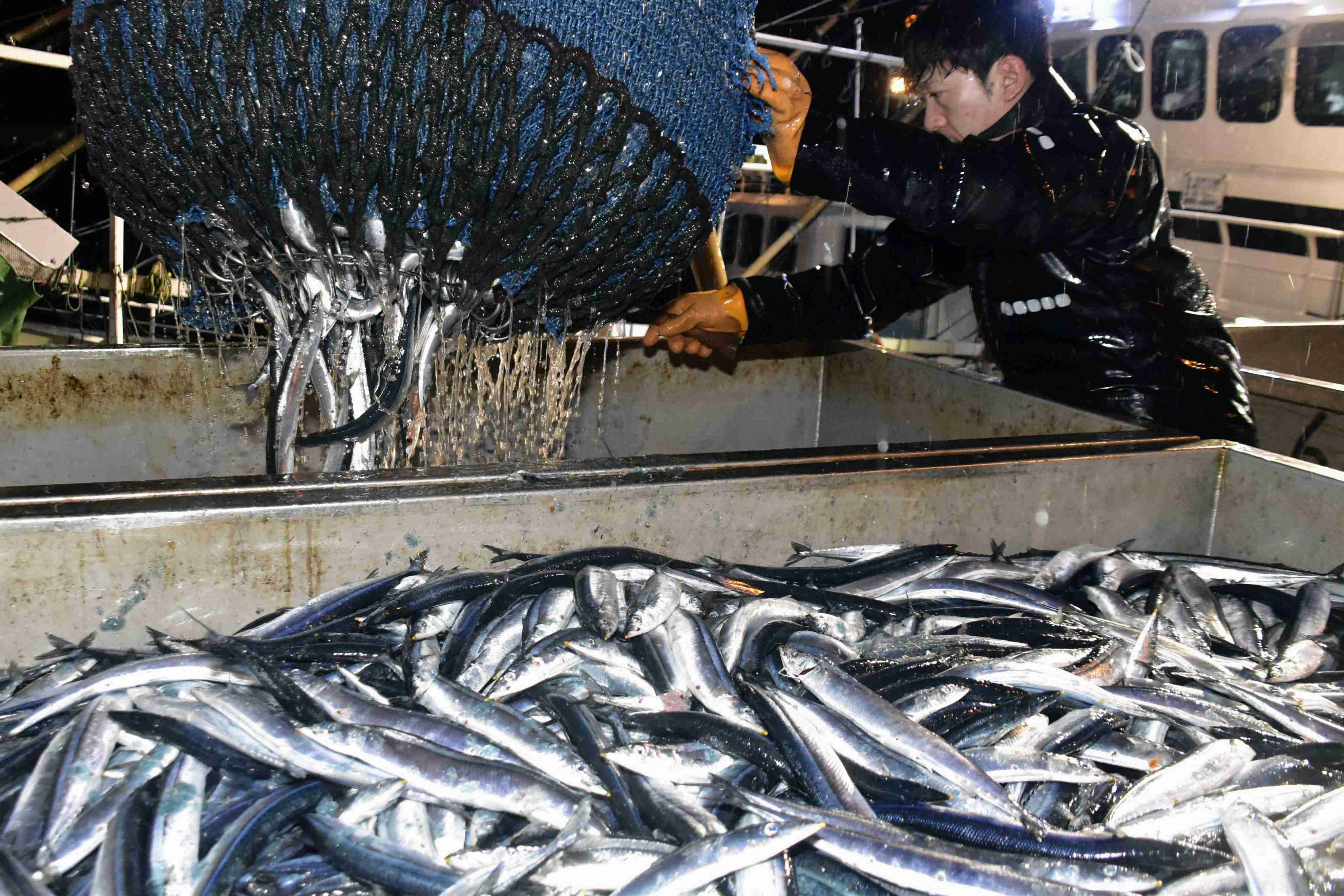 サンマ漁獲、過去最低ペース 7～10月、昨年の6割