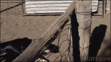 ちょっと感動してしまう画像やGIFで心を綺麗にするトピ