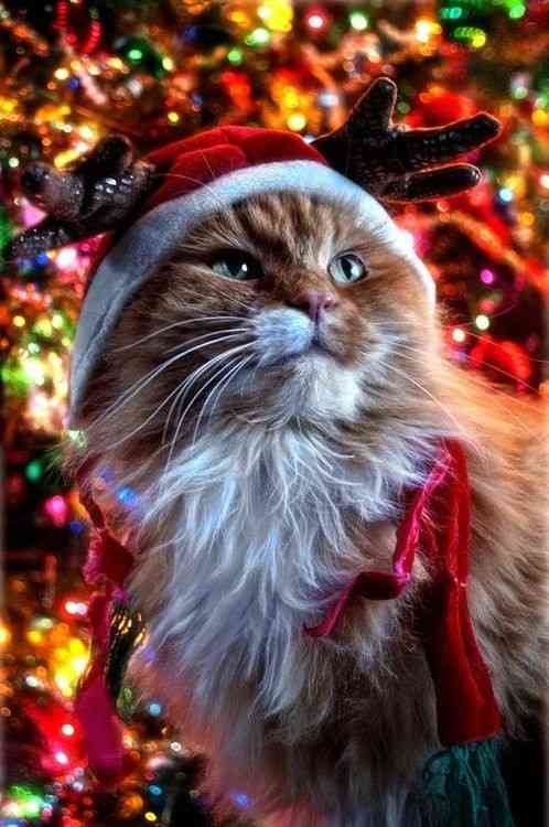 🌲クリスマスっぽい画像💫