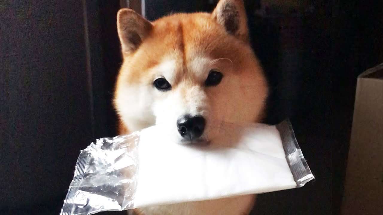 留守番中のいたずらを見せにくる柴犬 - YouTube