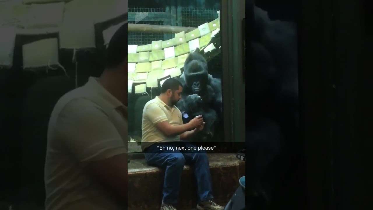 Guy shows gorilla photos on his phone - YouTube