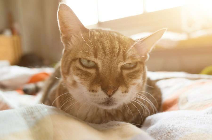猫が『好きじゃない人』に見せる態度や行動５つ - Yahoo! JAPAN
