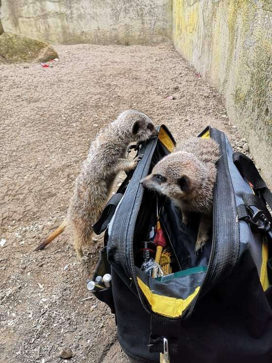 エンジニア志望か？動物園のミーアキャット一家、電気技師の工具に興味津々（イギリス）