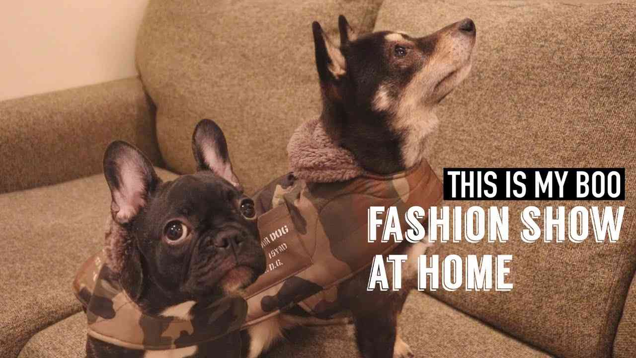 【4500円以下】おしゃれで、高機能！お揃いの犬服を集めてみた【WATER DOG GARDEN】-FASHION SHOW AT HOME- - YouTube