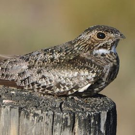 動物が主人公の小説
