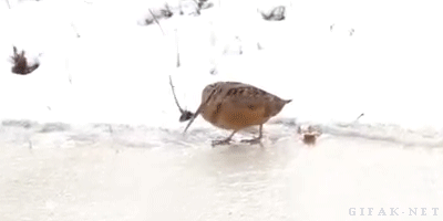 ちょっと感動してしまう画像やGIFで心を綺麗にするトピ