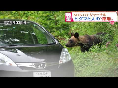 【MIKIOジャーナル】《４Ｋ》知床　ヒグマに近づく人たち - YouTube